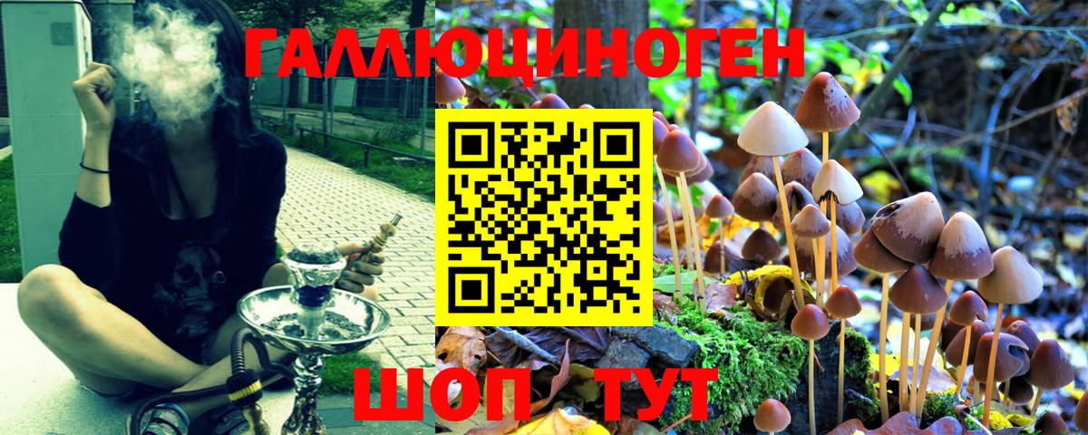 Галлюциногенные грибы Psilocybine cubensis Балтийск